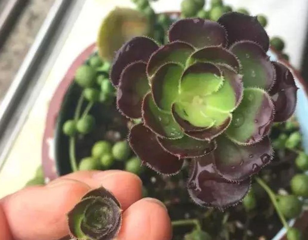 养多肉黑法师,在枝头部位切一刀,爆出更多大“花头”