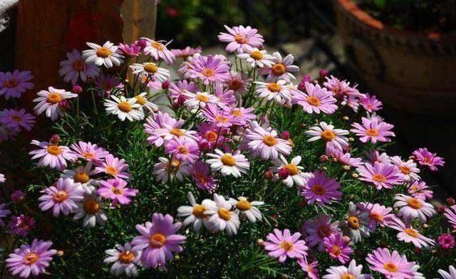 玛格丽特|开花易爆盆的6种花,再忙也要养一盆,美翻你的阳台