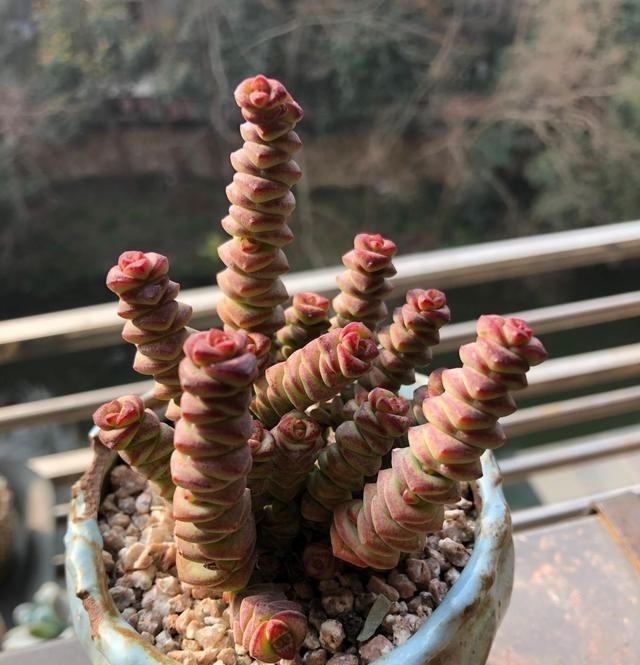 多肉不长怎么回事原来是“控水”不对,赶紧改正,半个月见效果