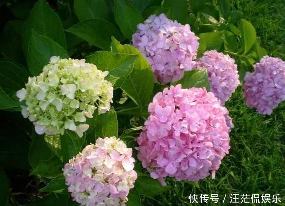 此花所代表的是希望和团圆，是寓意美好的花，也代表着祝福