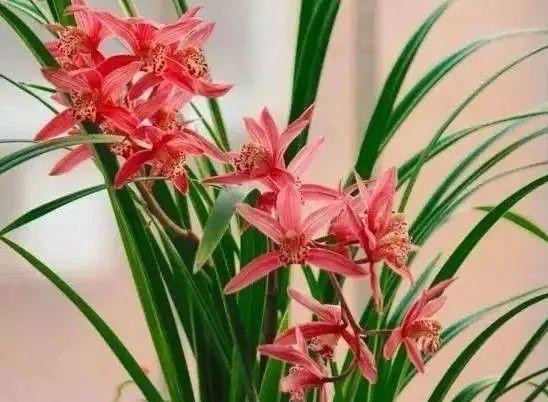 最全的兰花大鉴赏,看看你都见过几种兰花!