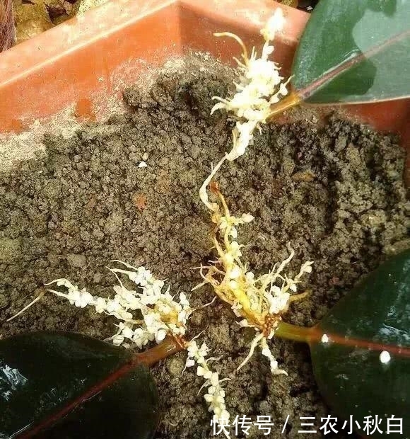 学会扦插橡皮树, 少走很多弯路