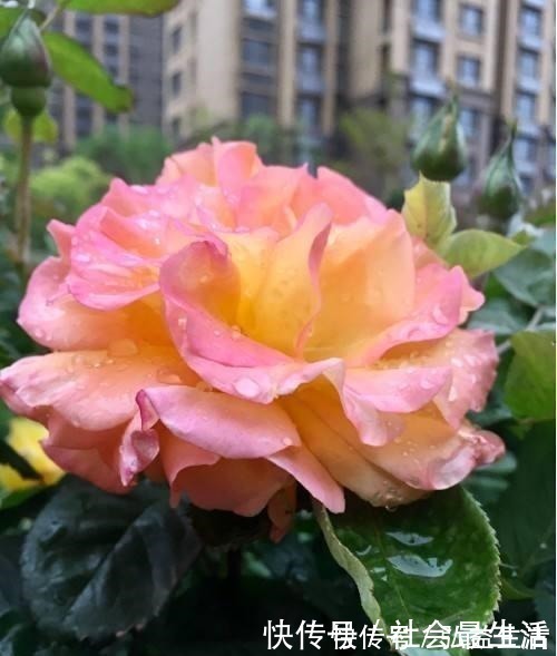 长春花|5种花,开花时间超长,养一盆一整年都开花!