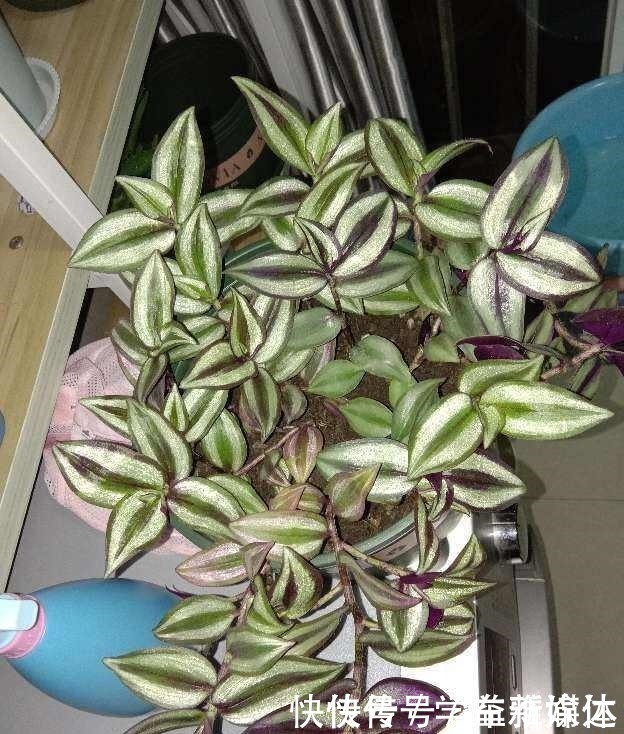 铁线蕨|12种耐阴花,适合养在卫生间里,光不好也能呼呼长!