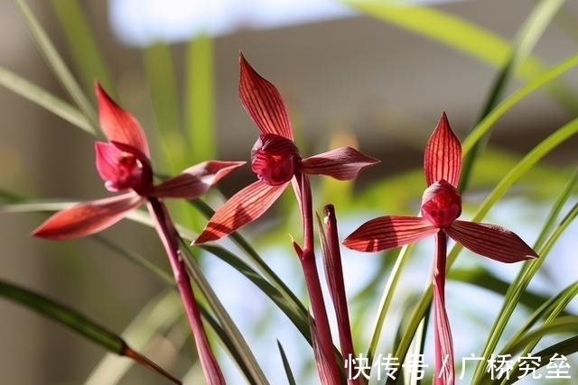 这款名贵兰花，拥有顶级花色，曾多次获奖，是无法超越的“经典”