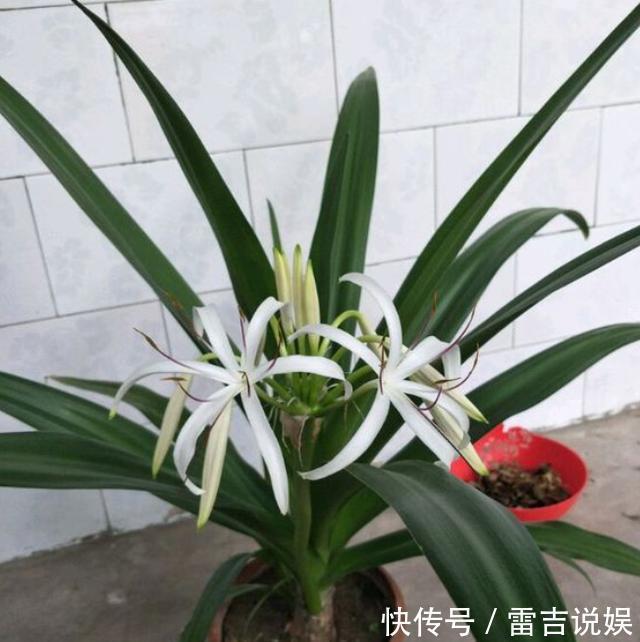 球根花卉文殊兰,比朱顶红好养,做好“几点”,夏季开爆香气十足