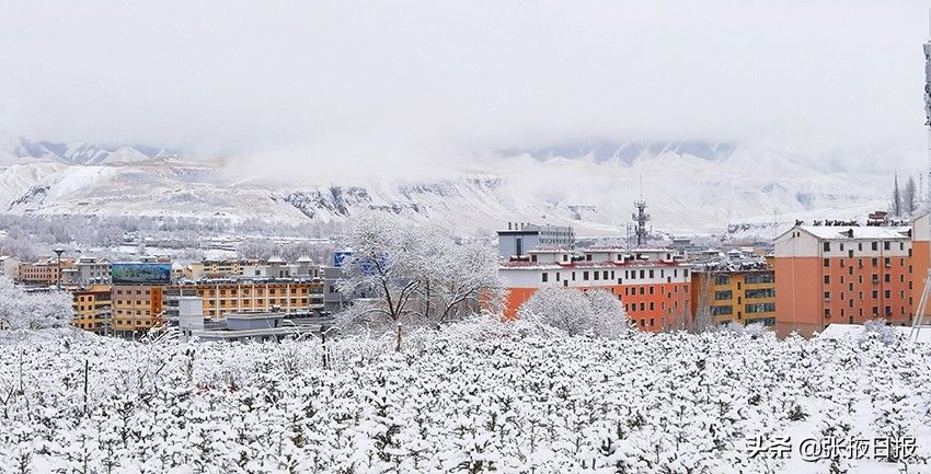 祁连山下忽如一夜“雪”飘来，千树万树“雪”花开