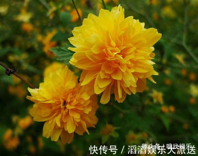 黄为贵|此花花姿优美，花开时满树金黄色的花朵极其耀眼夺目，寓意为高贵