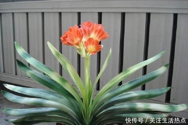 君子兰长势慢，别傻傻直接施肥，这点是重中之重，能让它轻松旺盛！