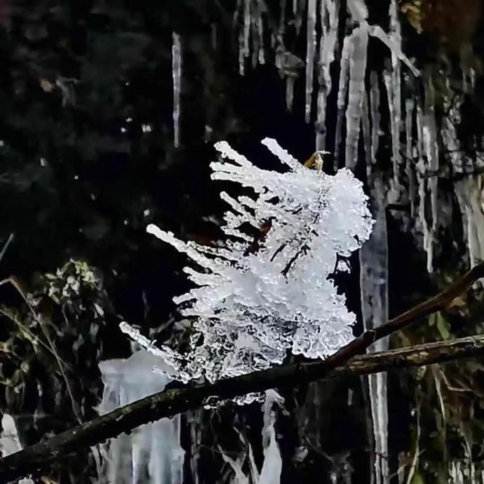  飘落|阅读雨城丨那些雪花飘落的日子