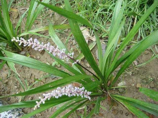 心肌缺血|被誉为'不老药',果实像珍珠,浑身上下都是宝,你认识吗?