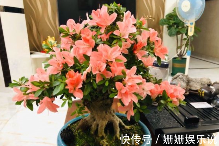 公认难养的4种花，之所以养不好，是因为你触碰了它们的“弱点”