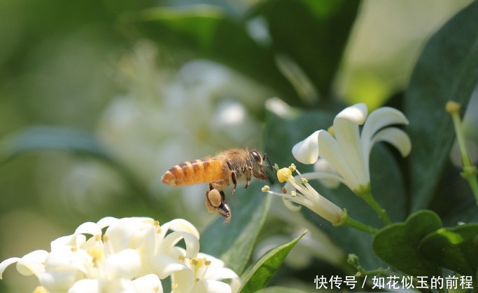 藤曼|此花芳香沁人心脾，俘获世界上的各种情感，为初恋之花