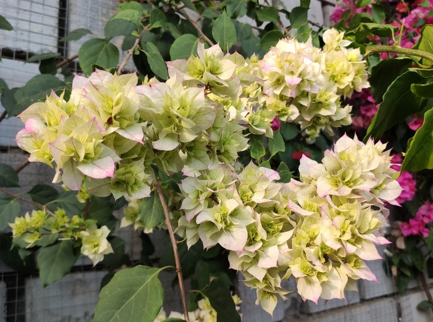 透气性|养三角梅最怕不开花,如果你是新手,从5点入手,让它一年开多次