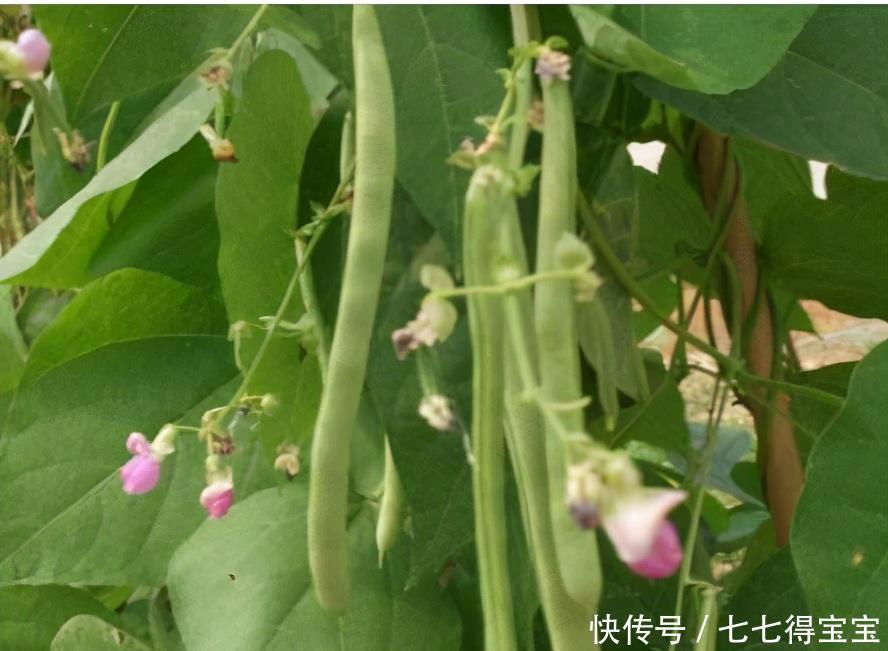 排毒|女性不想成黄脸婆,要学会吃3种食物,排毒养颜、改善体质!