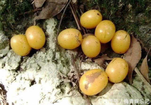 野果|“正在消失”的6种野果,属于纯天然绿色美食,全吃过的人并不多