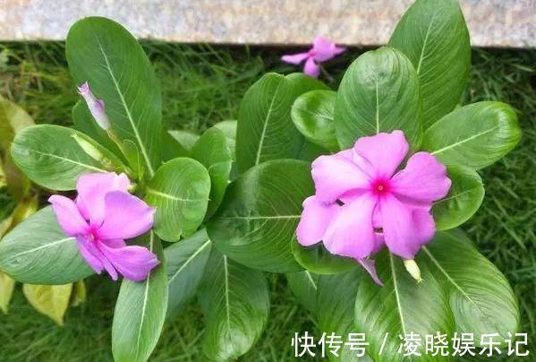 长春花|想让家里常年飘香，就养殖3种花卉，管理简单、易爆盆