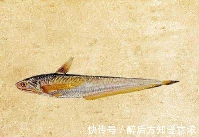 千岛湖|4000年的鱼米之乡，如今患上“营养病”？巢湖水华整治成难题