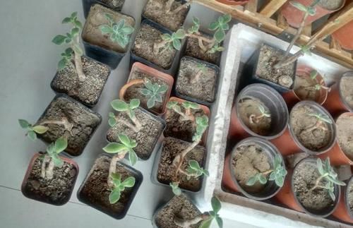 我的锦晃星该如何养呢？叶子小，秃了，谢谢？