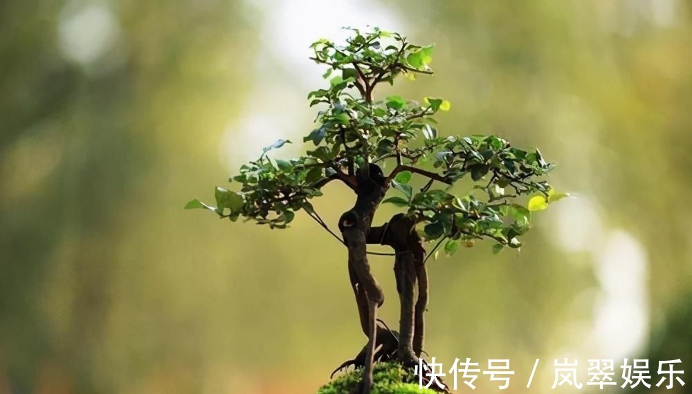 梅花|苏派盆景极具名气,这6种盆景做法精妙、极具自然之感,价值高
