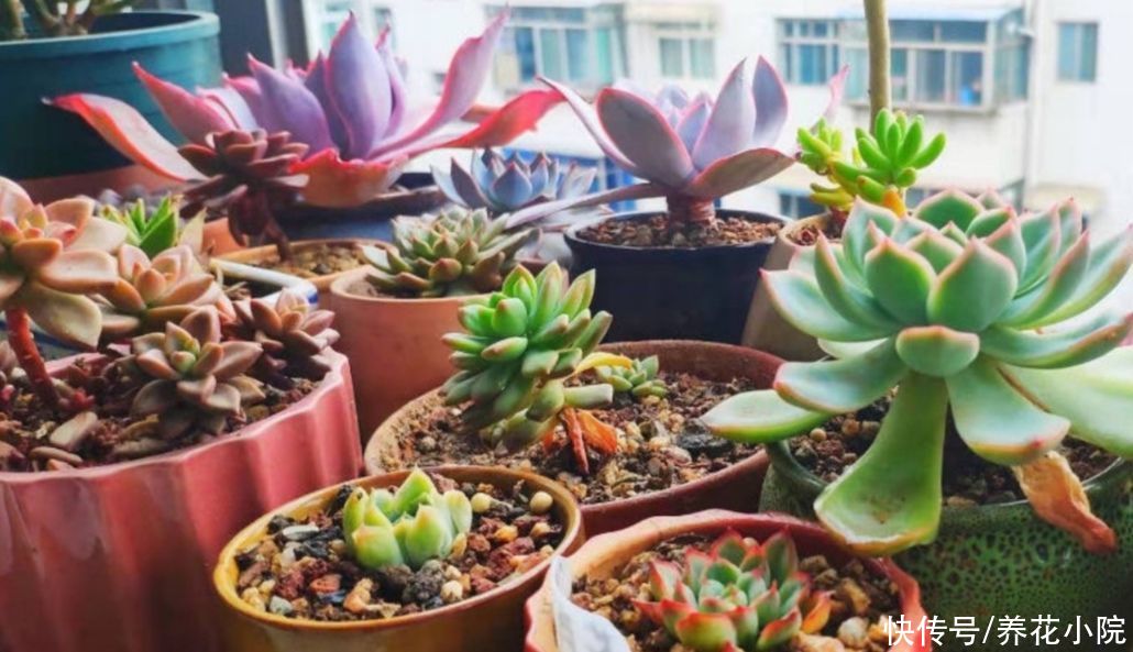 多肉植物|三伏天到了，给家里的多肉要做好“3控”，株型紧凑，不烂根