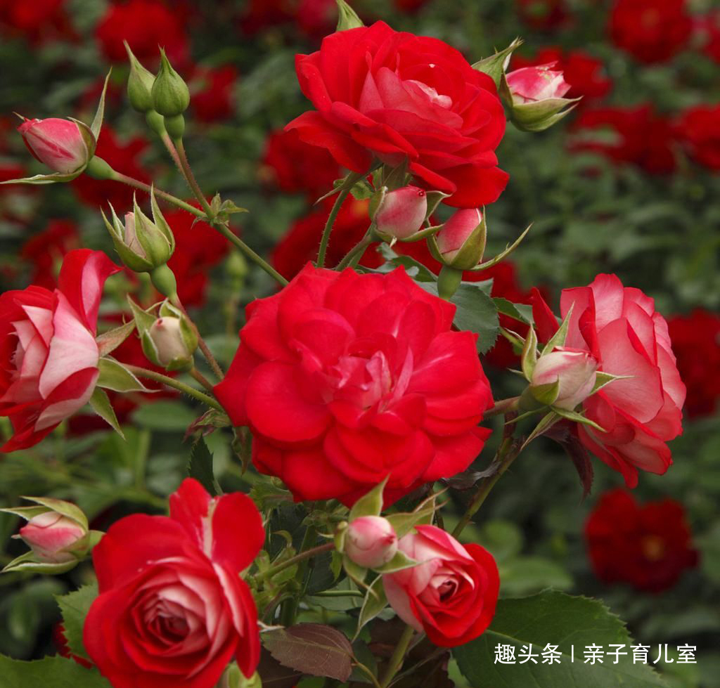 喜欢养玫瑰,不如养“玫瑰精品”德罗斯泰,花开红艳,浓郁芬香!
