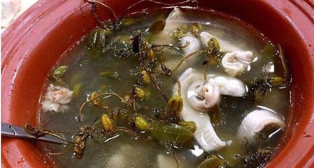 珠子|一株就两片叶子，中间还夹颗珠子，价值极高，别当杂草
