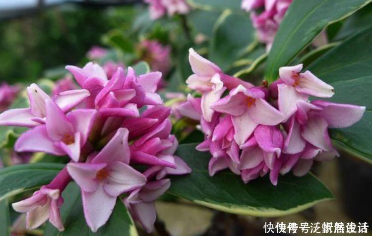 花海|4种花养家里,满屋飘香,比香水还好闻,给你一片花海!