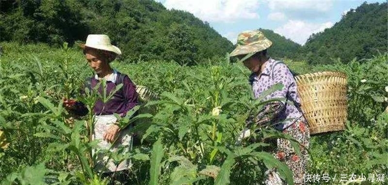 引入|引入国内百年才成网红,被称作“蔬菜王”,如今跌落神坛,农民不爱种