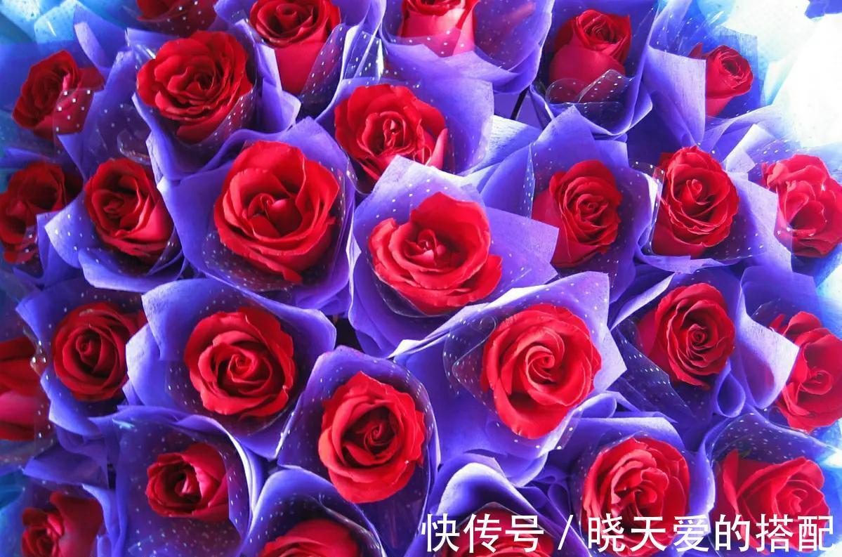 玫瑰花|不要傻傻的把月季当玫瑰,因为它们的区别有很多,都是哪些呢?