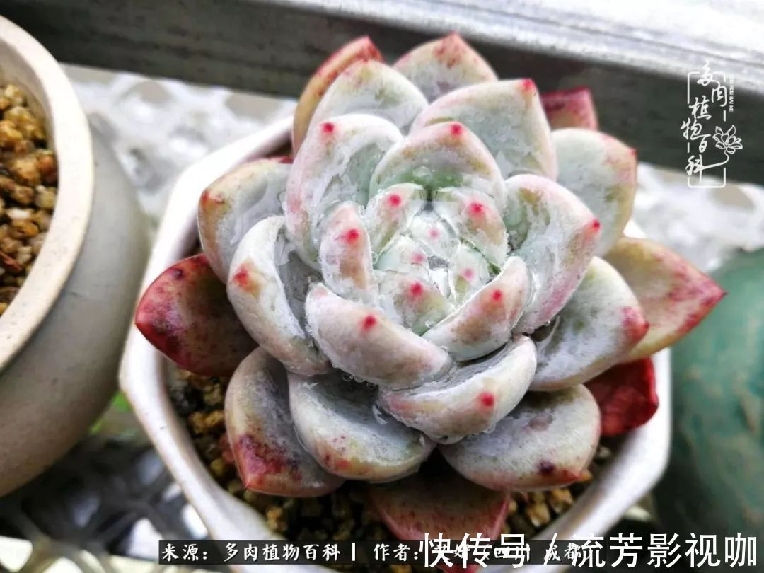 多肉|人生有时候就像多肉，不是不出彩，只是经历的时光还不够！