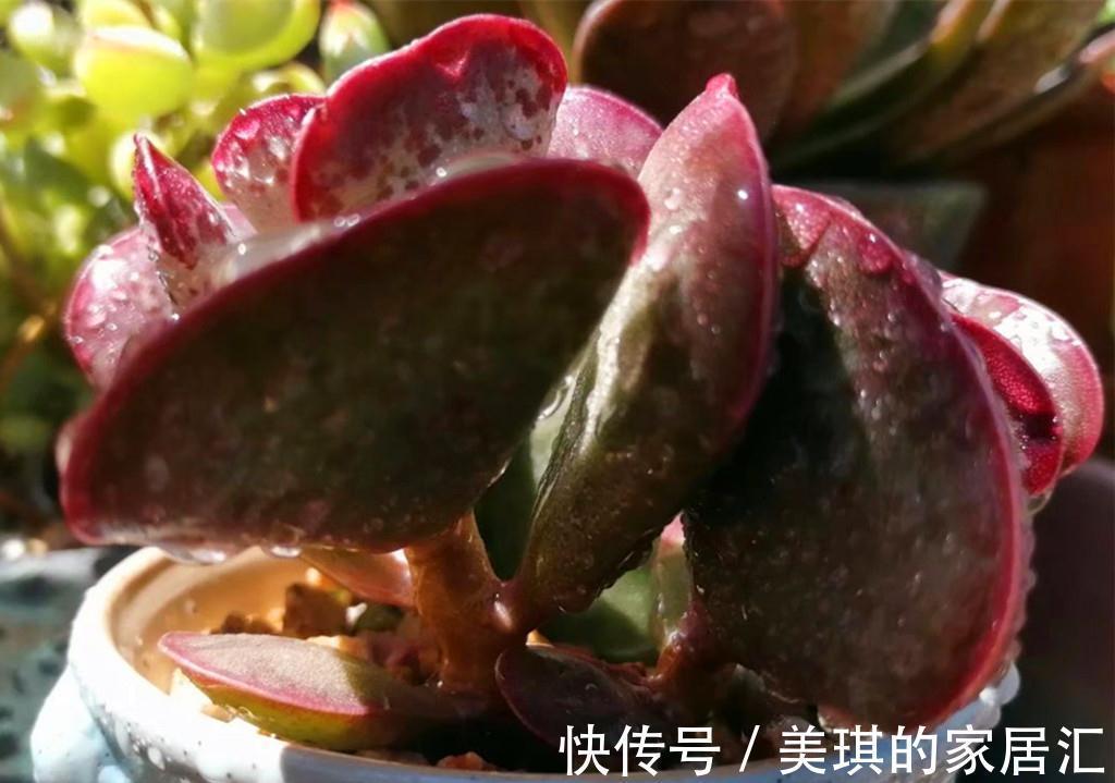 这些第三眼多肉，勉强买回家，出状态后却让人感到惊喜