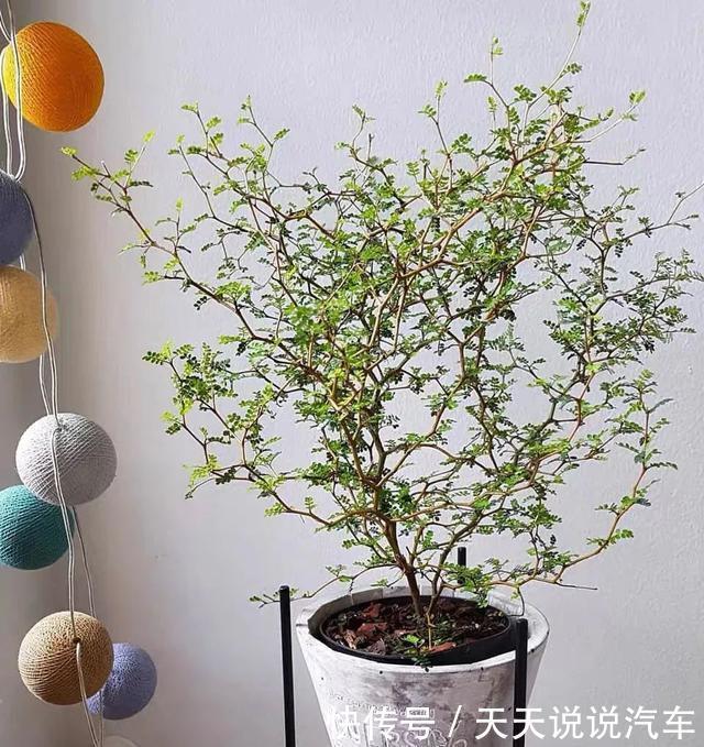 家里养一棵童话树,元气满满、暖心又治愈