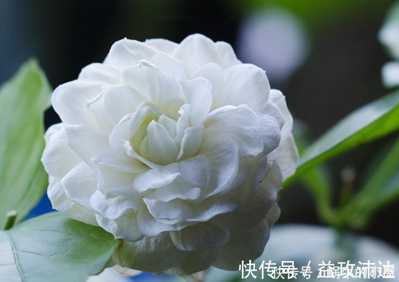 虎头茉莉|很值得入手的盆栽花,一年三季开花,漂亮又好养,一卉能熏一室香