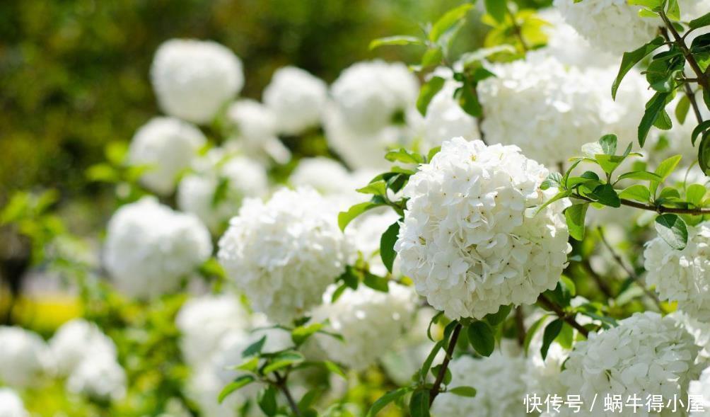 绣球、紫藤、腊梅需要低温春化,冻满一个月,否则会不开花