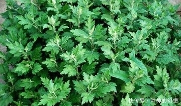 湿气|乡下遍地都是的一种“野草”，去除“湿气”效果好，很多人忽视了