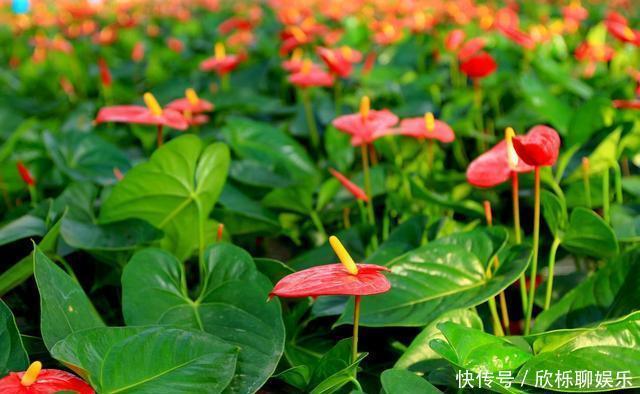 生根液|红掌烂根不要怕,教你几招,轻松救活,新叶不断冒,花开不停