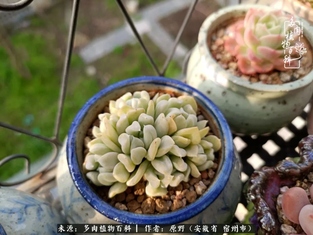 揭秘那些干净又温暖的多肉照片从哪里来