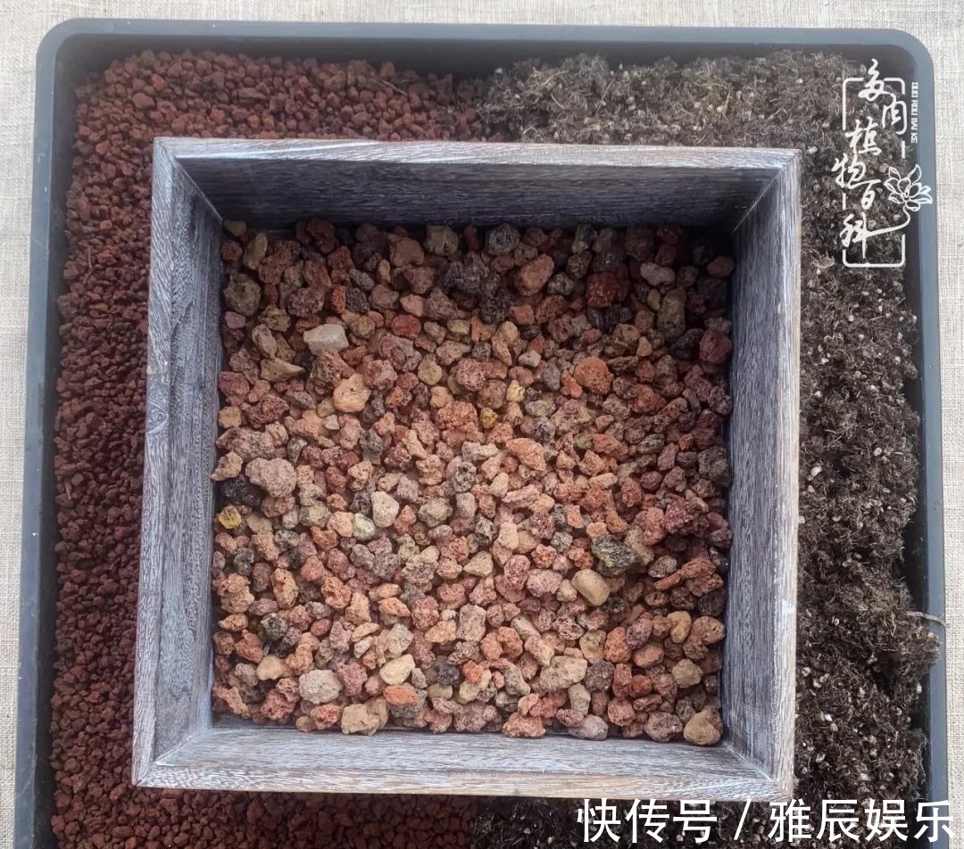 框子|这多肉拼盘这么仙!如何制作达人手把手教你制作长生草拼盘!