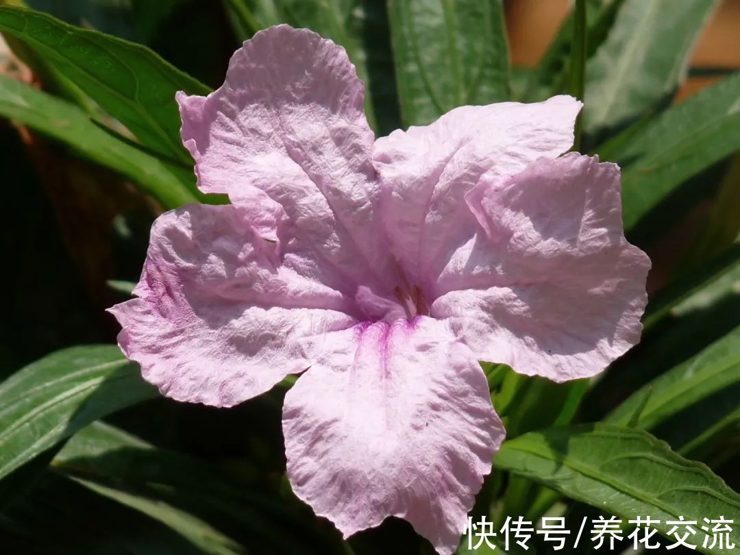 花量极其丰富的翠芦莉,适合在院子里种一片,也能养成盆栽