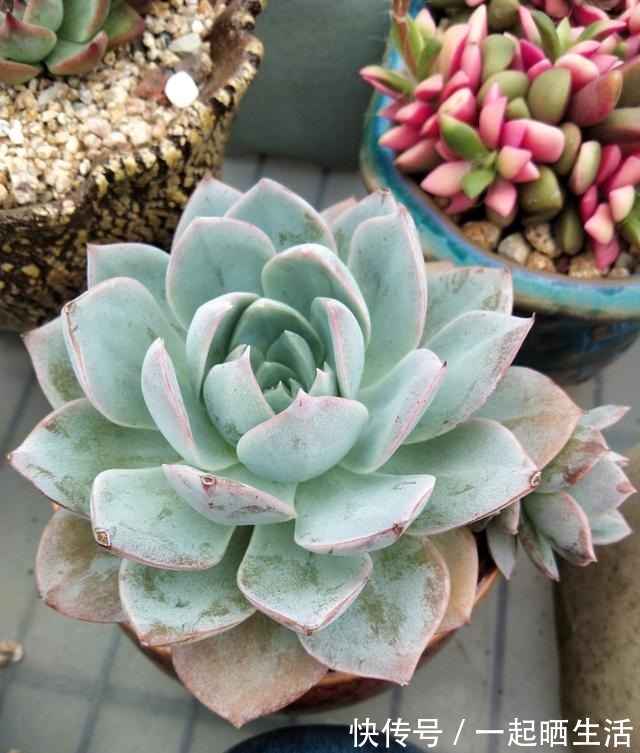 入秋后多肉如何变美，看看对比照来学习养护经验！