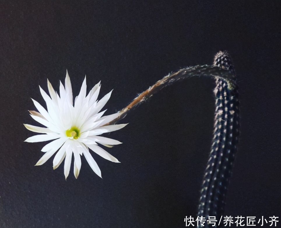 仙人球中有六个品种，它们是“开花劳模”，条件达到可以四季开花