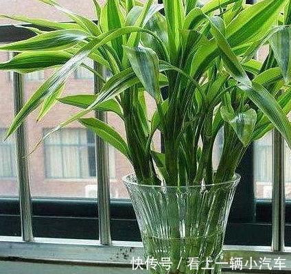 客厅养上3种花,大气上档次,空气清新,观赏性高,试试吧