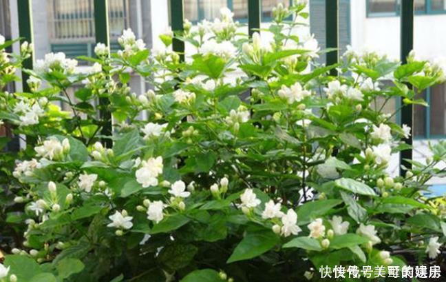 这4种花可以养出“富贵命”,寓意平平安安,聪明的家长都在养