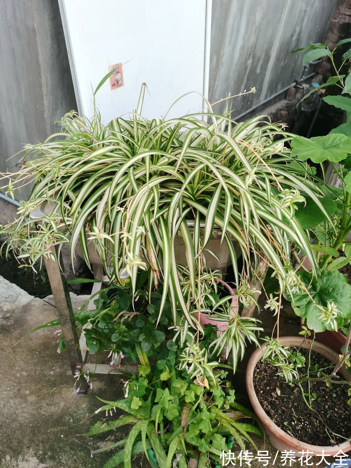 花卉|15种“阴性”花,家里没光适合养,光太强反而长不好