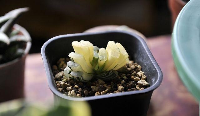 半阴或者|养这5种多肉,别总让晒太阳,晒的越多损失越大