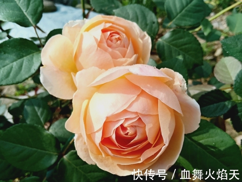 4种花很耐养,沾土就能活,天上人间,美到极致!