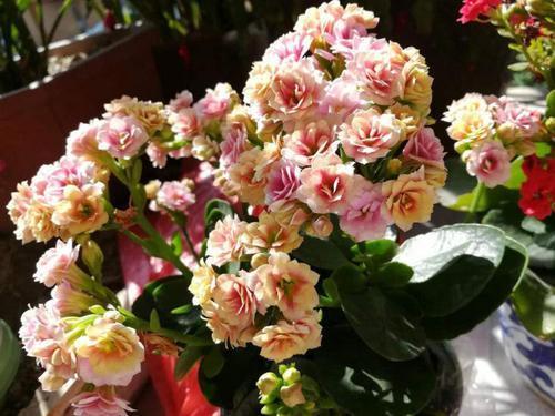 6种花，一长高就“变丑”，越矮胖越“漂亮”，要舍得剪！