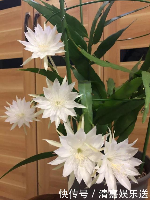 养了3年的昙花,终于开了50朵花,真是有“仙气”