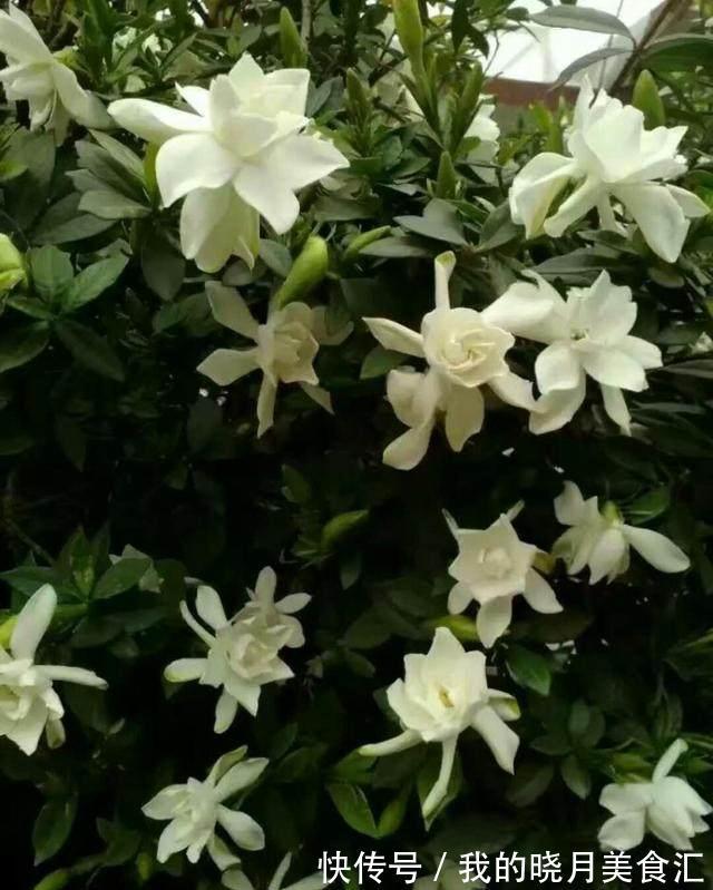 栀子花,兰花不开花,水里加点它,只喷一点点,阳台秒变大花园